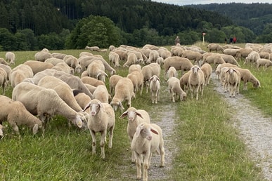 Von Schafen, Hirten und der Jugendevangelisation