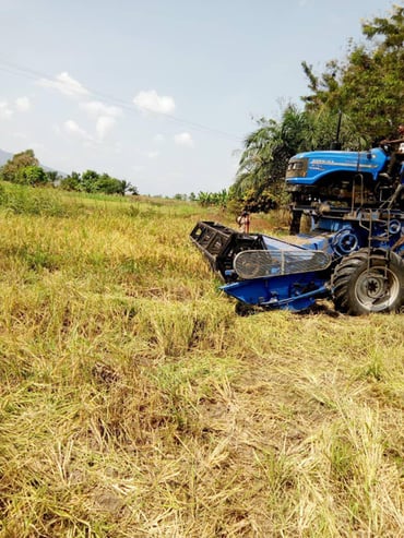 Reiserntemaschine auf dem Feld