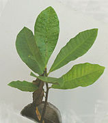 Baumsetzling der Cashewpflanze