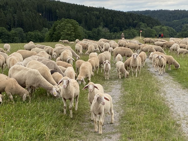 Schafe, Wortlabor