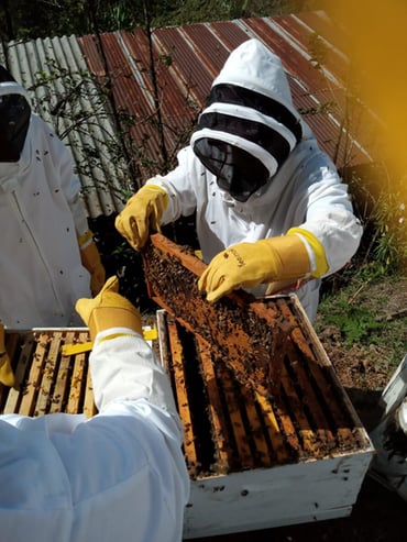 Beim Ernten der Honigwabe