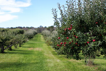 Obstwiese